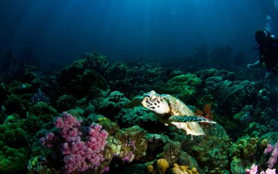 Loving Our Southern Great Barrier Reef on the Capricorn Coast