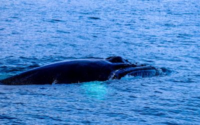 Watching Whales in Keppel Bay Capricorn Coast