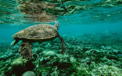 Turtle Lookout